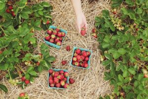 What Being a Green Food Business Means to farmers