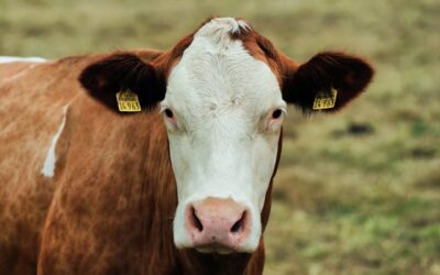 5 Ways to Improve Your Agriculture Business