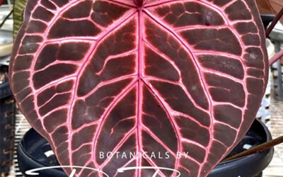 Honest Review of DocBlock Anthuriums 2025 – Where Science Cultivates Beauty
