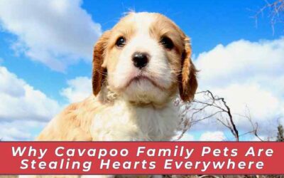 Why Cavapoo Family Pets Are Stealing Hearts Everywhere